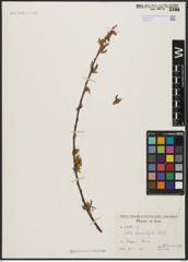 Foto von Salix acmophylla Boiss.